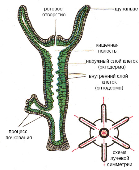 Kraken ем