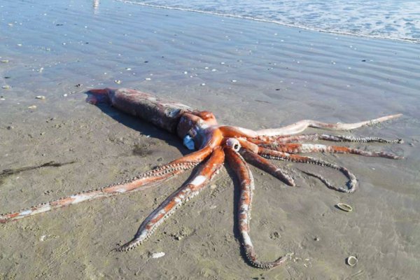 Kraken dark net